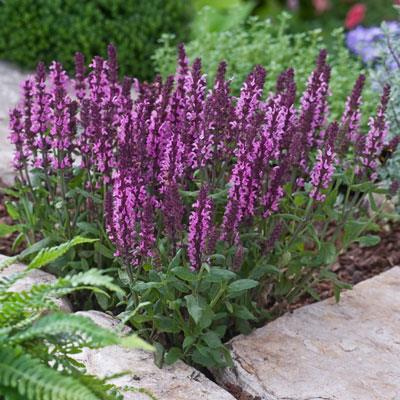 Salvia Nemorosa New Dimension Rose (1164)